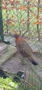 tragopaan TRS haan 2025, Dieren en Toebehoren, Pluimvee, Mannelijk