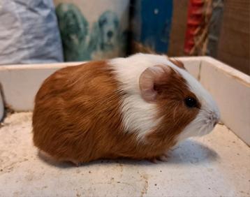 Te koop, jonge cavia's, Dieren en Toebehoren, Knaagdieren, Meerdere dieren, Cavia, Tam