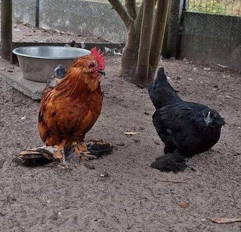 Jong koppeltje Ukkelse baardkrielen, Dieren en Toebehoren, Pluimvee, Kip, Meerdere dieren