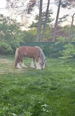 Prachtige Tinker merrie 2,5 jaar, Dieren en Toebehoren, Paarden, Minder dan 160 cm, 0 tot 2 jaar, Recreatiepaard, Merrie