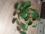 Pannenkoekenplant, Huis en Inrichting, Kamerplanten, Ophalen, Vetplant, Halfschaduw, In pot