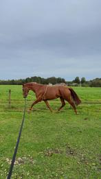Lieve 5 jarige vosse merrie, Dieren en Toebehoren, Merrie, Zadelmak, 3 tot 6 jaar, 160 tot 165 cm