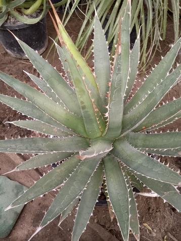 agave ghiesbreghtii, beschikbaar voor biedingen