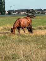 Quarter merrie van 7 zoekt nieuwe thuis, Merrie