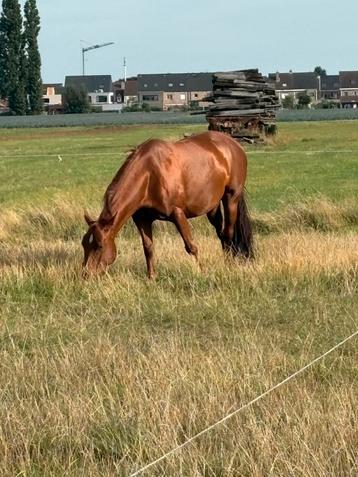 Quarter merrie van 7 zoekt nieuwe thuis beschikbaar voor biedingen