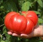 Tomatenplanten (BİO) er zijn veel verschillende soorten, Tuin en Terras, Planten | Tuinplanten, Ophalen