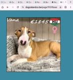 Chiot bull terrier, 15 semaines à 1 an, Étranger, Particulier, Bull Terrier