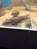 Irwini catfish ong 45/50 cm, Dieren en Toebehoren, Vissen | Aquariumvissen