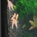 Pantsermeerval albino, Dieren en Toebehoren, Vissen | Aquariumvissen, Vis, Zoetwatervis