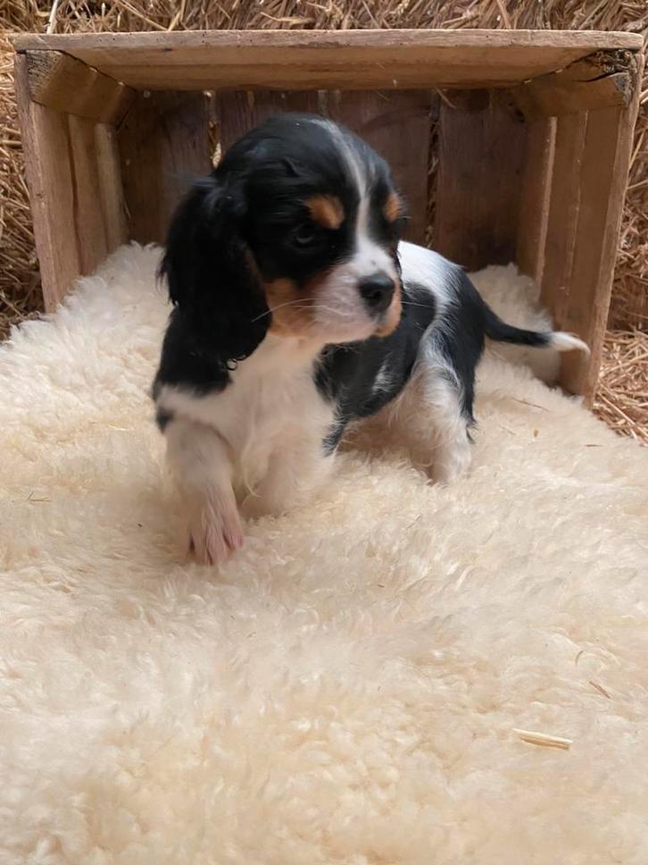 Chiot Cavalier King Charles Spaniel, Animaux & Accessoires, Chiens | Chihuahuas & Chiens de compagnie, Plusieurs animaux, Autres races