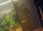 Baby guppy's te koop, Dieren en Toebehoren