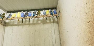 Grasparkieten   alle kleuren