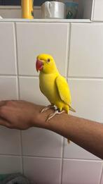 Perruche à col jaune, Animaux & Accessoires, Oiseaux | Perruches & Perroquets, Mâle, Perroquet, Domestique