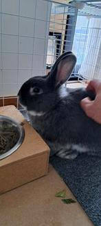 Lapin nain cherche foyer., Animaux & Accessoires, Mâle, Nain, 0 à 2 ans