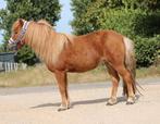 Te koop Super knappe grote maat betuigd shetlander merrie, Dieren en Toebehoren