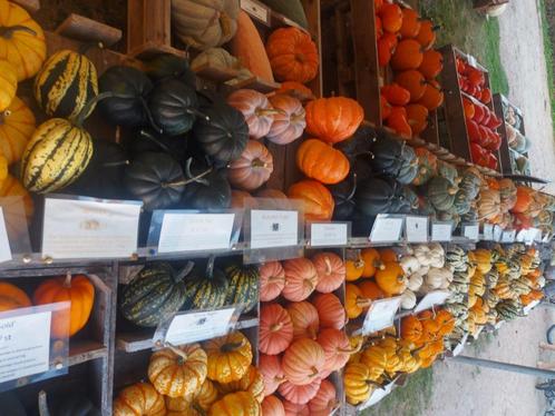 Pompoenen, siervruchten en kalebassen., Diversen, Levensmiddelen, Ophalen