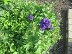 campanula glomerata (kluwenklokje), Tuin en Terras, Ophalen, Bodembedekkers, Volle zon, Vaste plant