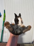 Lieve konijntjes zoeken een nieuw nestje, Dieren en Toebehoren, Meerdere dieren, Middelgroot, Hangoor, 0 tot 2 jaar