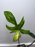 Philodendron Florida Beauty, Huis en Inrichting, Ophalen of Verzenden