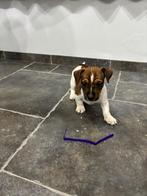 Jack Russel pups huiselijk opgevoed, Dieren en Toebehoren, België, Fokker | Hobbymatig, Jack Russell Terriër, 8 tot 15 weken