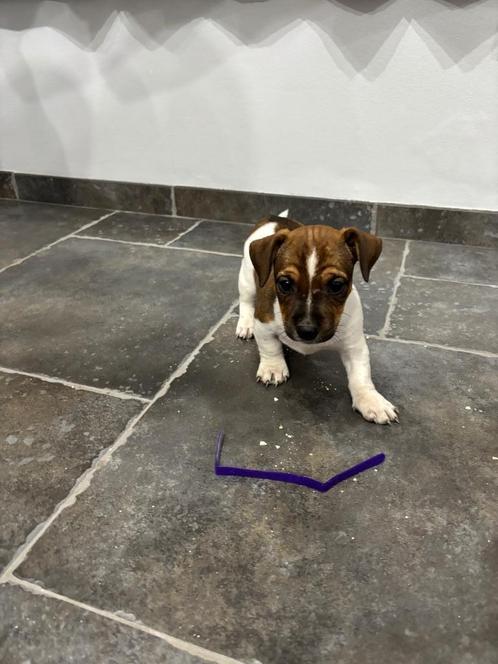 Jack Russel pups huiselijk opgevoed, Dieren en Toebehoren, Honden | Jack Russells en Terriërs, Meerdere dieren, Jack Russell Terriër