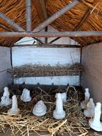 Kerstmis, Antiek en Kunst, Curiosa en Brocante, Ophalen