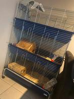 Konijnen, Dieren en Toebehoren, Knaagdieren en Konijnen | Hokken en Kooien, Ophalen