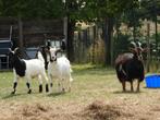 3 geitjes zoeken goede thuis, Dieren en Toebehoren, Schapen, Geiten en Varkens