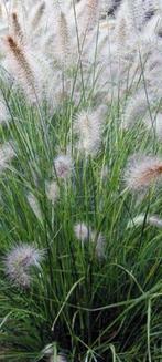 pennisetum alopecuroides hameln, Enlèvement