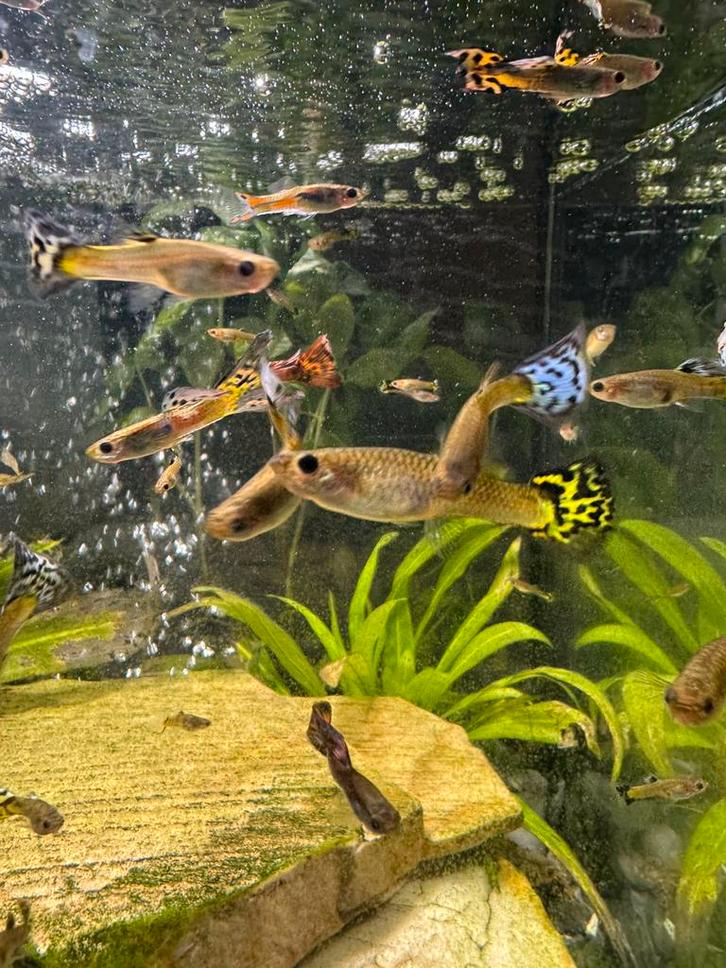 Guppies, Dieren en Toebehoren, Vissen | Aquariumvissen, Zoetwatervis, Vis, Schoolvis