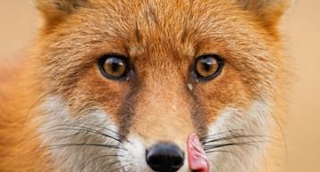 4x Expo WILD ? - Instituut voor Natuurwetenschappen Brussel beschikbaar voor biedingen