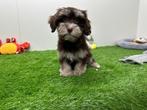 Havanezer pups
