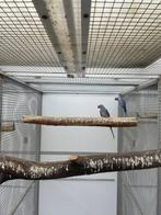 kweekkoppel halsbandparkieten wkws, Dieren en Toebehoren, Vogels | Parkieten en Papegaaien, Papegaai