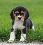 Beagle pups, Dieren en Toebehoren, België, Beagle, CDV (hondenziekte), 8 tot 15 weken