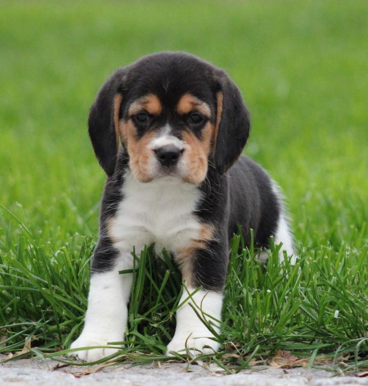 Beagle pups, Dieren en Toebehoren, Honden | Beagles, Bassets en Lopende honden, Meerdere dieren, Beagle, Fokker | Professioneel