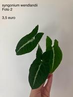 Syngonium wendlandii stek, Maison & Meubles, Plantes d'intérieur, Enlèvement ou Envoi, Autres espèces