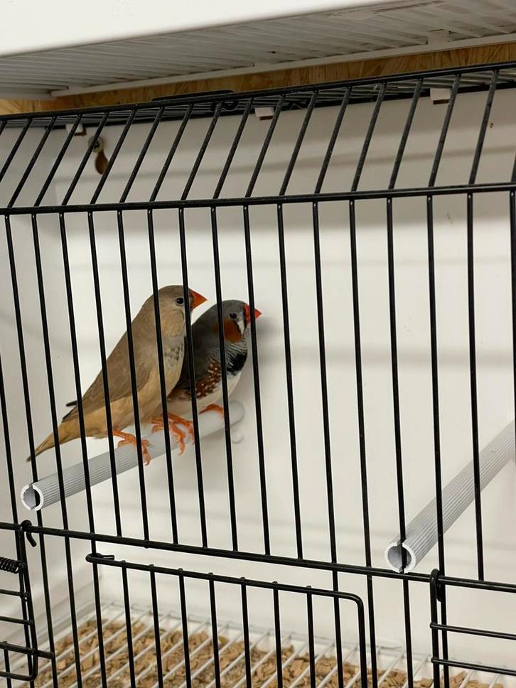 Koppeltje zebravinken (zwartborst), Dieren en Toebehoren, Vogels | Overige Vogels