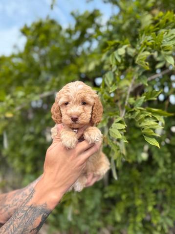 Prachtige cockapoo pups beschikbaar voor biedingen