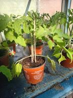 Tomatenplanten, Tuin en Terras, Planten | Tuinplanten, Ophalen of Verzenden