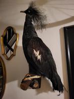 Taxidermie kroonduif, Ophalen of Verzenden