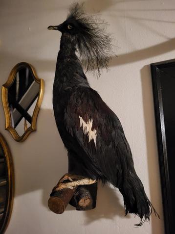 Taxidermie kroonduif beschikbaar voor biedingen