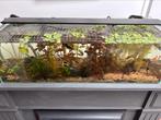 Leuke aquarium compleet, Ophalen