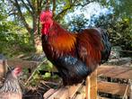 Mooie Cochin kriel haan zoekt zijn eigen hennetjes, Dieren en Toebehoren, Pluimvee