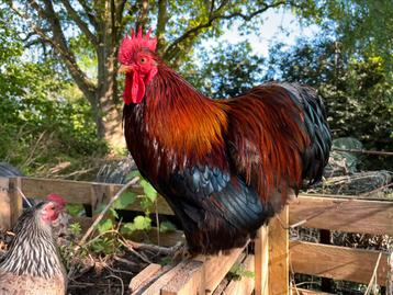 Mooie Cochin kriel haan zoekt zijn eigen hennetjes beschikbaar voor biedingen