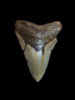 Grande dent de mégalodon Carcharodon 4,09 po/10,40 cm., Enlèvement ou Envoi, Fossile