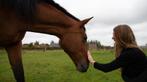 Gezocht: projectpaarden, Dieren en Toebehoren, Zadelmak
