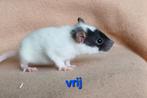 Rittens - dames, Dieren en Toebehoren, Rat, Augustus, Vrouwelijk, Tam