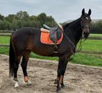 Brave merrie, Dieren en Toebehoren, Merrie