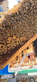 Aflegger met F1 Carnica op simplex ramen, Dieren en Toebehoren