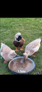 Broedeiren oud hollandse kuifeend, Canard, Plusieurs animaux